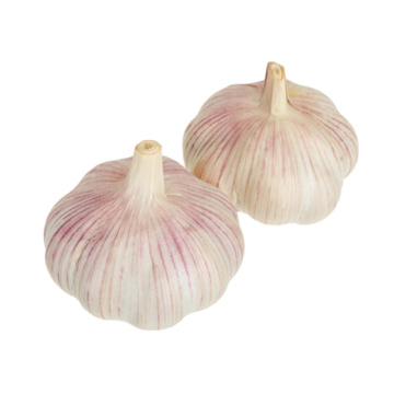 New crop of cold storage fresh garlic for sale from Chinese factory garlic export
